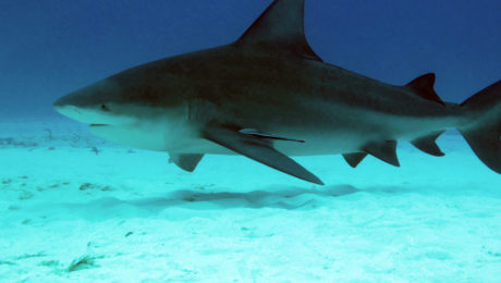 Bull Shark Bull Shark Diving in Fiji