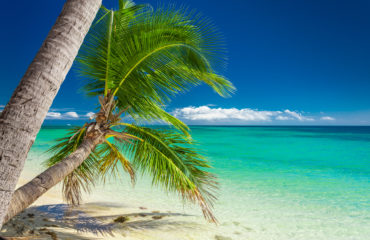 Detail of a palm trees on a vibrant beach in Fiji